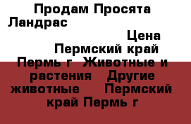 Продам Просята Ландрас.                                            › Цена ­ 4 000 - Пермский край, Пермь г. Животные и растения » Другие животные   . Пермский край,Пермь г.